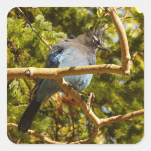 Stellers gaai in Rocky Mountain National Park Vierkante Sticker