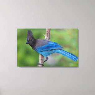 Steller's Jay 1 Canvas Afdruk