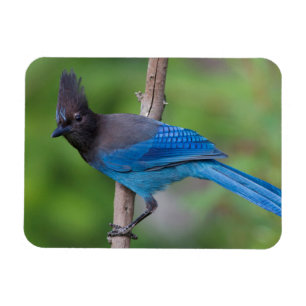 Steller's Jay 1 Magneet