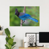 Steller's Jay 1 Poster (Thuiskantoor)