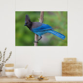 Steller's Jay 1 Poster (Keuken)