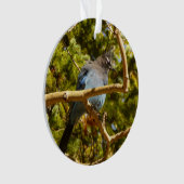 Steller's Jay au parc national Rocky Mountain (devant)