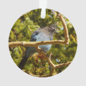 Steller's Jay au parc national Rocky Mountain (dos)