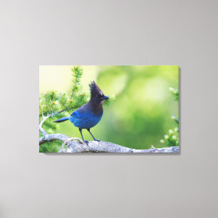 Stellers Jay Canvas Afdruk