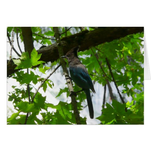 Steller's Jay dans le parc national de Yosemite (Devant horizontal)