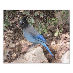 Stellers Jay Foto Afdruk