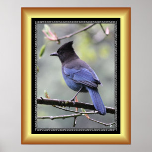 "Steller's Jay" ~ Golden Lijst Series 001 ~ Poster