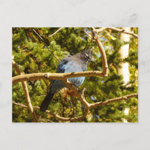 Steller's Jay in Rocky Mountain National Park Briefkaart
