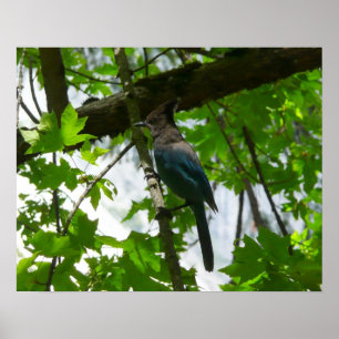 Steller's Jay in Yosemite National Park Poster
