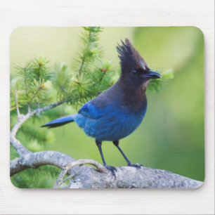 Stellers Jay Muismat
