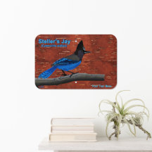 Steller's Jay On Inner Birch Bark Acrylique Imprim