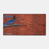 Steller's Jay On Inner Birch Bark Acrylique Imprim (Recto)