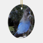 Stellers Jay Ornament (Rechts)