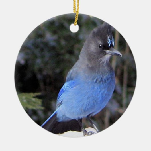 Stellers Jay Ornament (Voorkant)