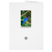 Steller's Jay Painting - Art original pour oiseaux (Dos)