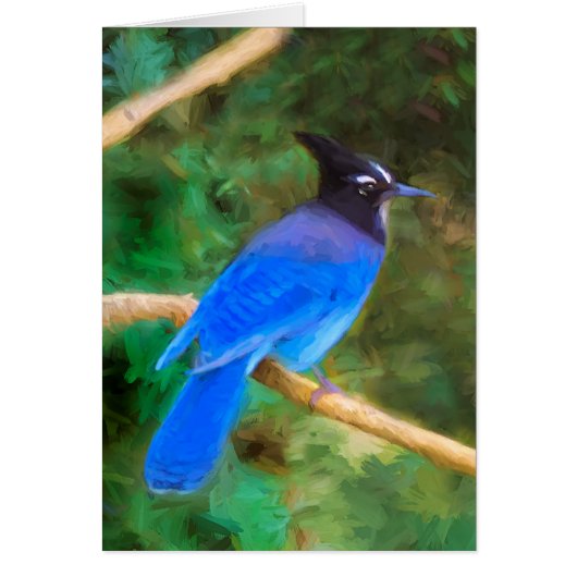 Stellers jay schilderen - Oorspronkelijke vogelkun (Voorkant)