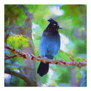 Stellers jay schilderen - Oorspronkelijke vogelkun Perfect Poster