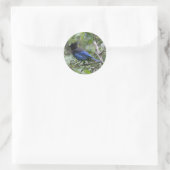 Steller's Jay - Stickers Envelope (Sac)