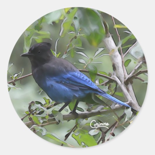 Steller's Jay - Stickers Envelope (Devant)