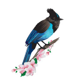Stellers Jay Stretched Canvas Afdrukken