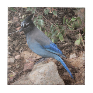 Stellers Jay Tegeltje