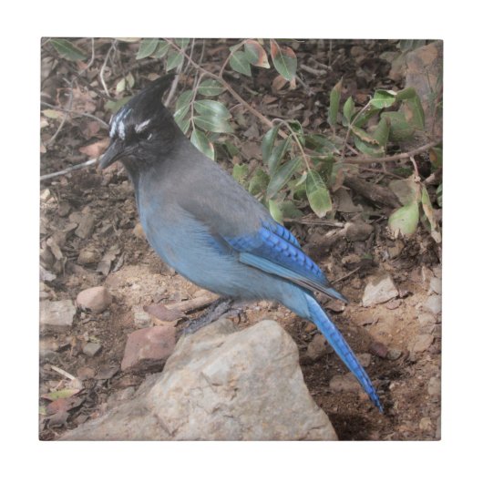 Stellers Jay Tegeltje (Voorkant)