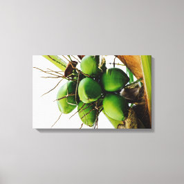 Stelletje kokosnoten ~ Caribbean Canvas Afdruk