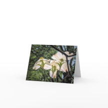 Stenton Garden Serie - Bloeiende Bloedrode Kornoel