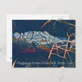 Stephen C Foster State Park, Gator Briefkaart (Voorkant / Achterkant)