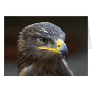 Steppe Eagle Close-up portret