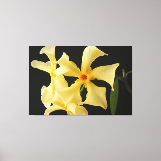 Ster Jasmijn Bloem 60x40 (150x100cm) waca Canvas Afdruk (Voorkant)