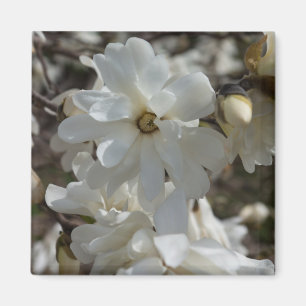 Ster Magnolia Bloesems Magneet