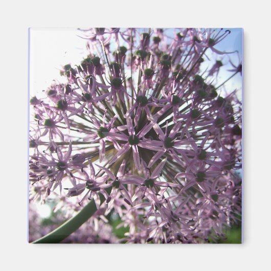 "Ster van Perzië II" Magneet (Voorkant)