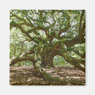 Sterk en vet magneet