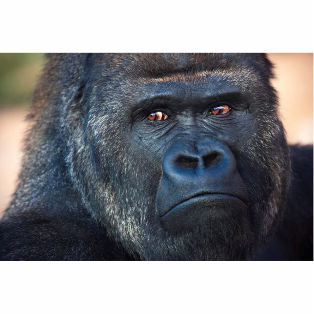 Stern Gorilla Face Staand Fotobeeldje (Voorkant)