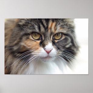 Stern Maine Coon Poster