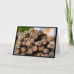 Sterren langs de Rio Grande Cotton Wood Trees Kaart