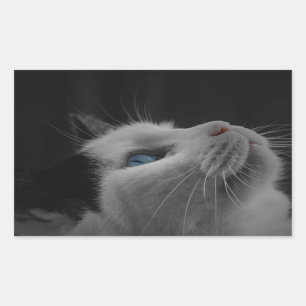 Sterrennacht hemel zwarte en witte kat met blauwe rechthoekige sticker