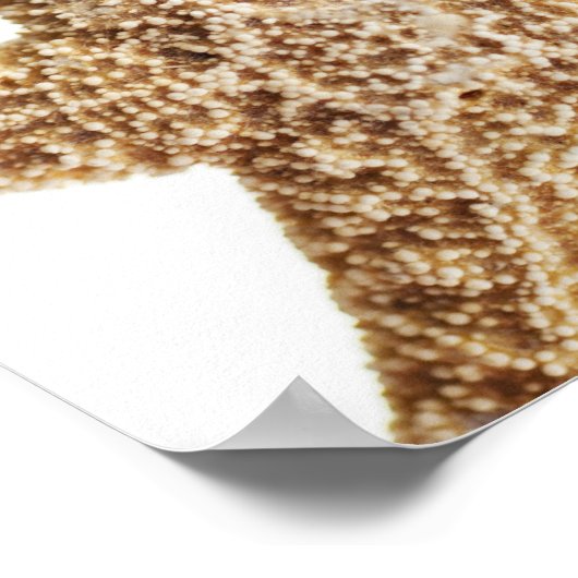 Stervis Poster (Hoek)