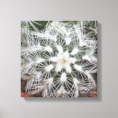 Stervormige cactus van Debra Lee Baldwin Canvas Afdruk (Voorkant)