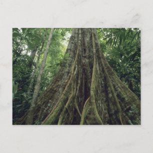 Steunbeerboom in regenwoud, Corcovado Briefkaart