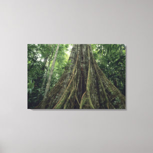 Steunbeerboom in regenwoud, Corcovado Canvas Afdruk