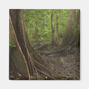 Steunwortels. Regenwoud, Mapari Rupununi, 2 Magneet