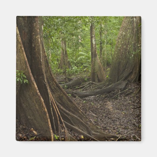 Steunwortels. Regenwoud, Mapari Rupununi, 2 Magneet (Voorkant)