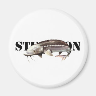 Steur Magneet