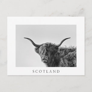 Stevige hooglandkoe in monochroom briefkaart