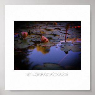 Stevige roze waterlelasbloemen Poster