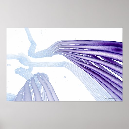 Steylideenvezels Poster (Voorkant)