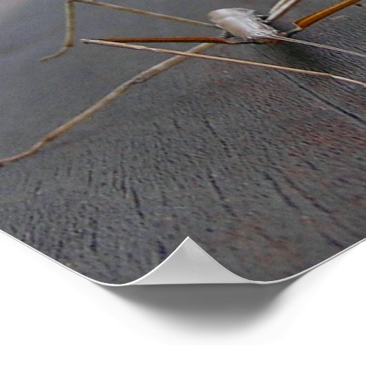 Stick à pied Impression / Poster (Coin)