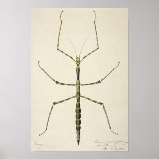 Stick Bug Poster (Voorkant)